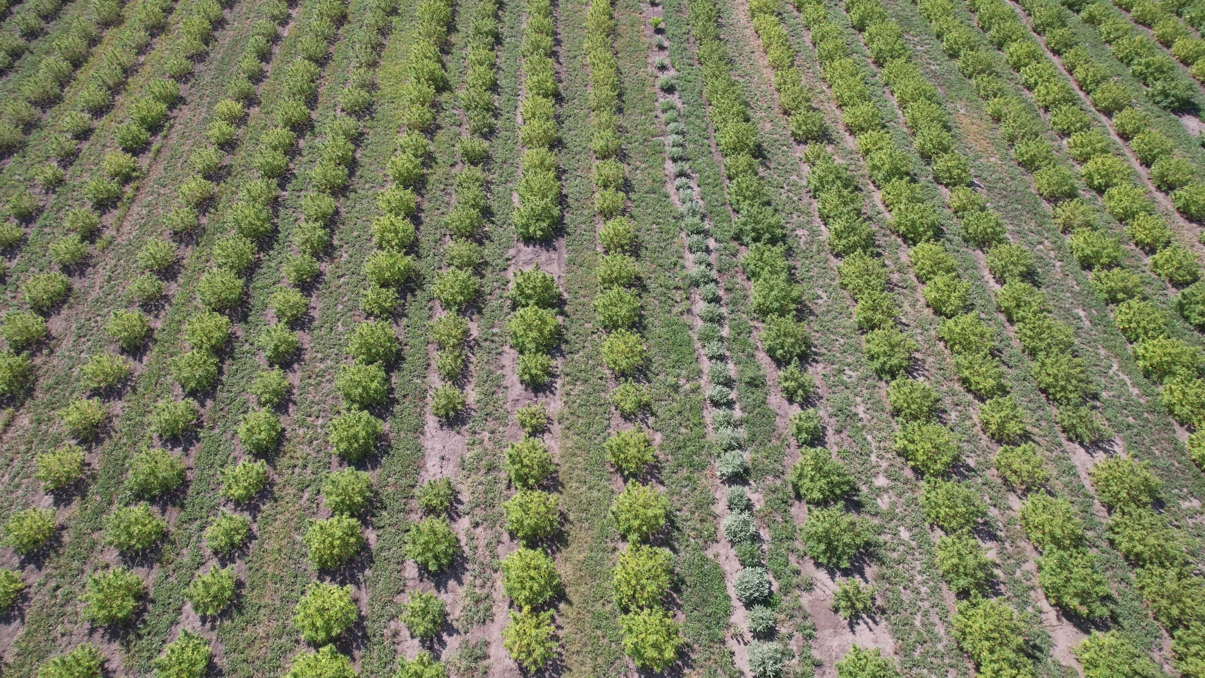 Load video: Ascent Nutrition Hemp Fields